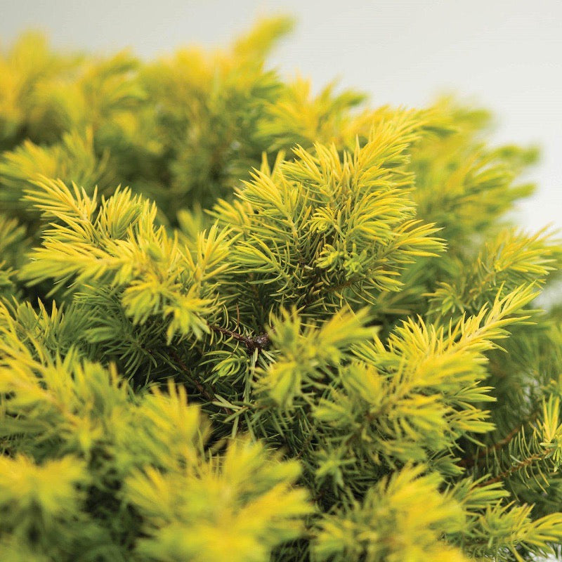 Golden Pacific Juniper with bright golden yellow groundcover foliage