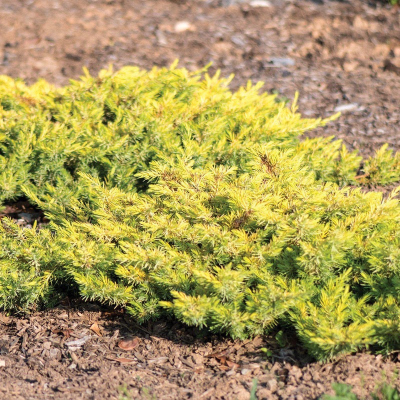 Golden Pacific Juniper with bright golden yellow groundcover foliage