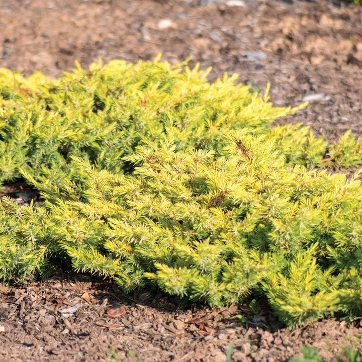 Golden Pacific Juniper with bright golden yellow groundcover foliage