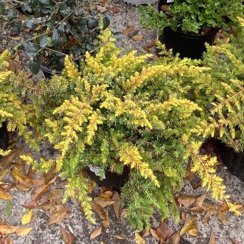 Golden Pacific Juniper with bright golden yellow groundcover foliage