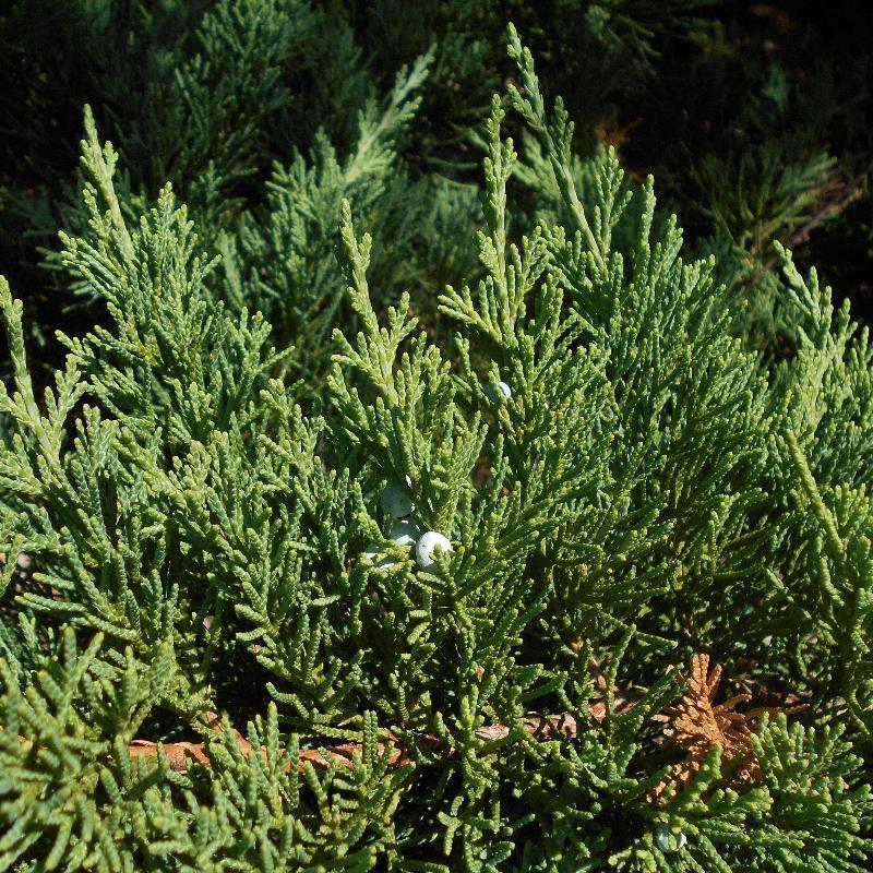 Parsoni Juniper with broad gray blue evergreen foliage