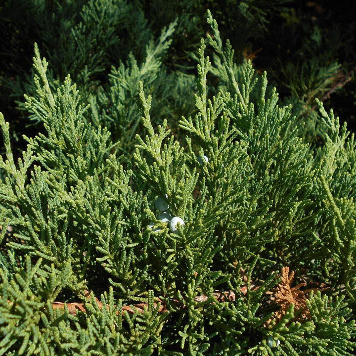 Parsoni Juniper with broad gray blue evergreen foliage