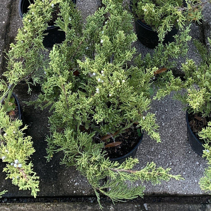 Parsoni Juniper with broad gray blue evergreen foliage