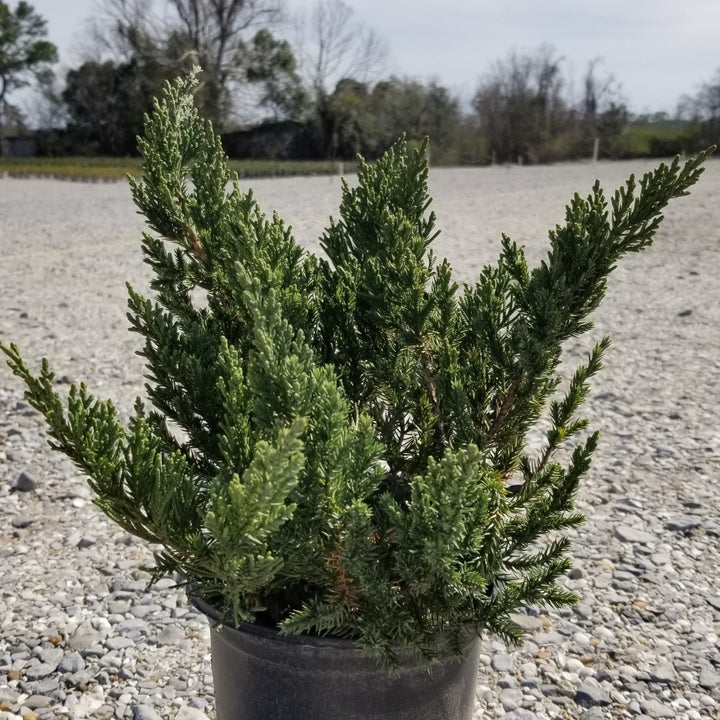 Parsoni Juniper with broad gray blue evergreen foliage