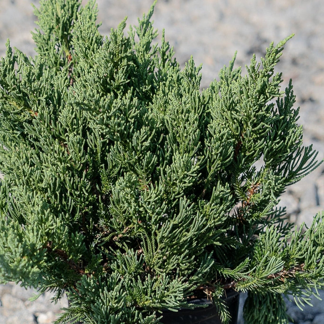 Parsoni Juniper with broad gray blue evergreen foliage