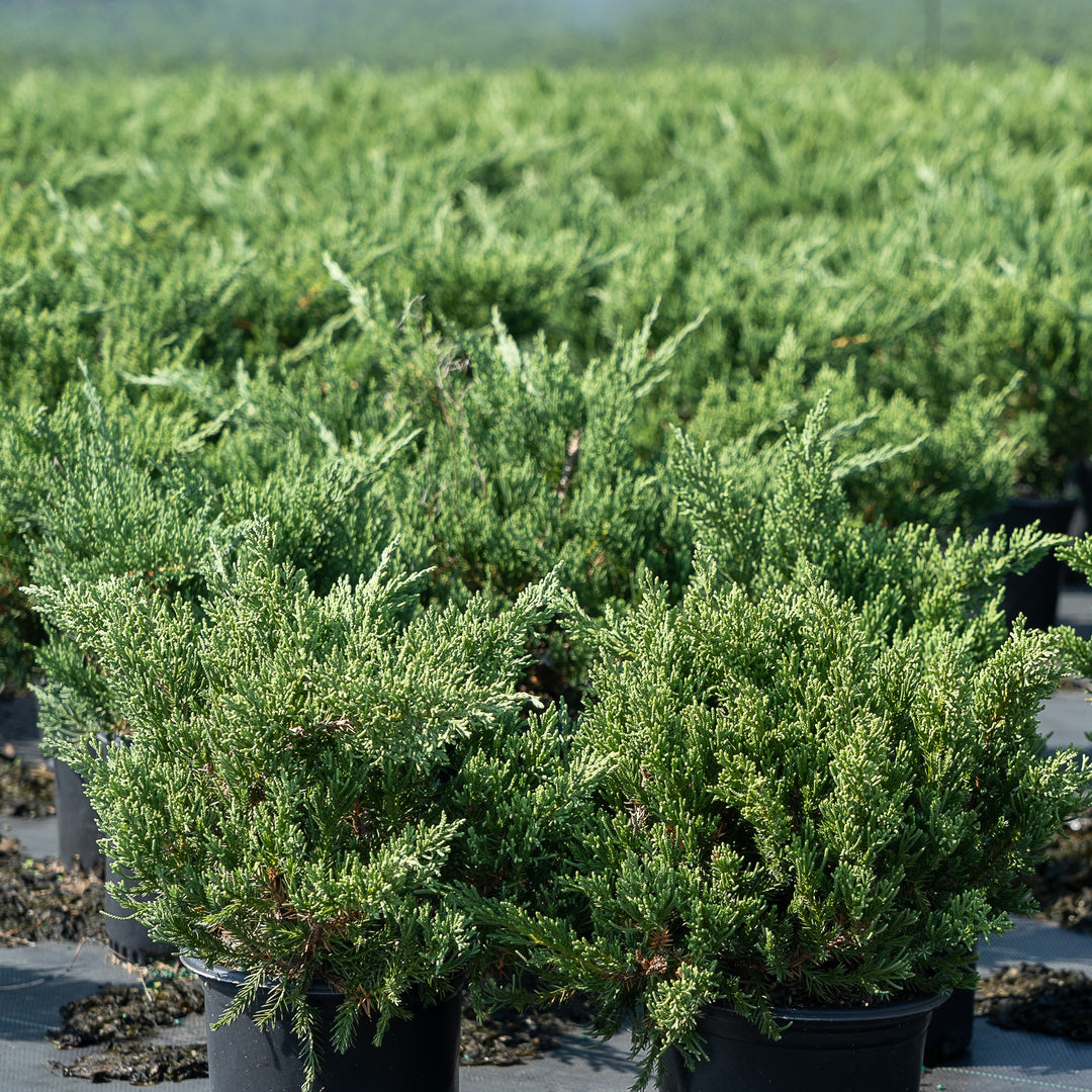 Parsoni Juniper with broad gray blue evergreen foliage