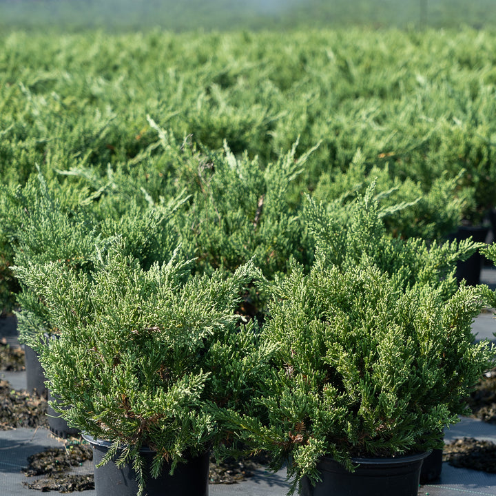 Parsoni Juniper with broad gray blue evergreen foliage