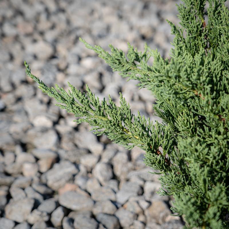 Parsoni Juniper with broad gray blue evergreen foliage