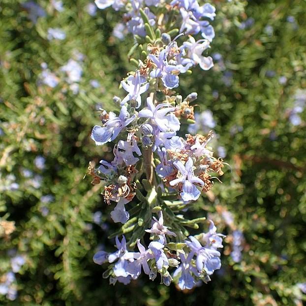 Tuscan Blue Rosemary with blue flowers and aromatic evergreen foliage