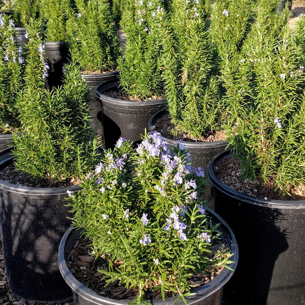 Tuscan Blue Rosemary with blue flowers and aromatic evergreen foliage