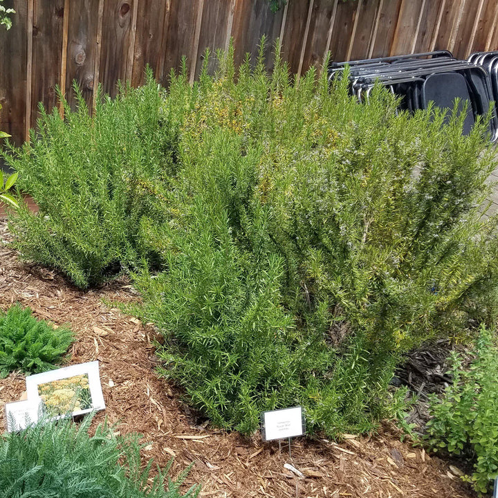 Tuscan Blue Rosemary with blue flowers and aromatic evergreen foliage