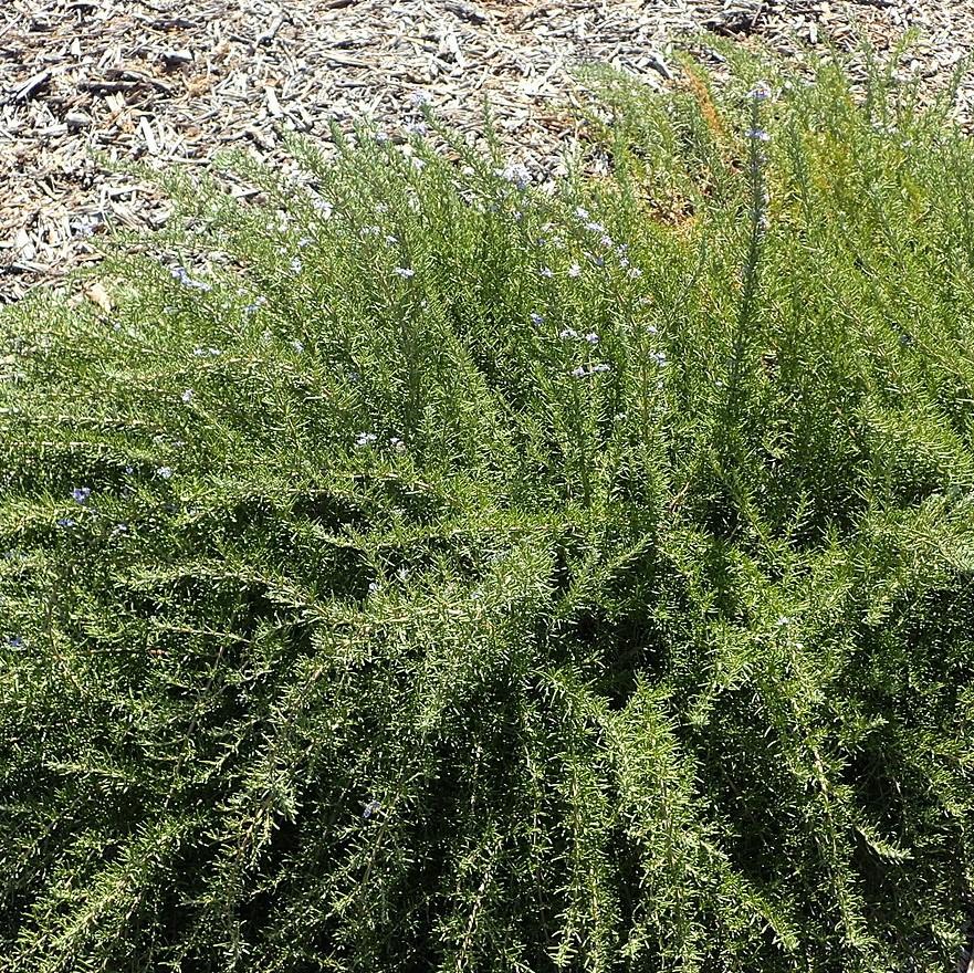 Tuscan Blue Rosemary with blue flowers and aromatic evergreen foliage