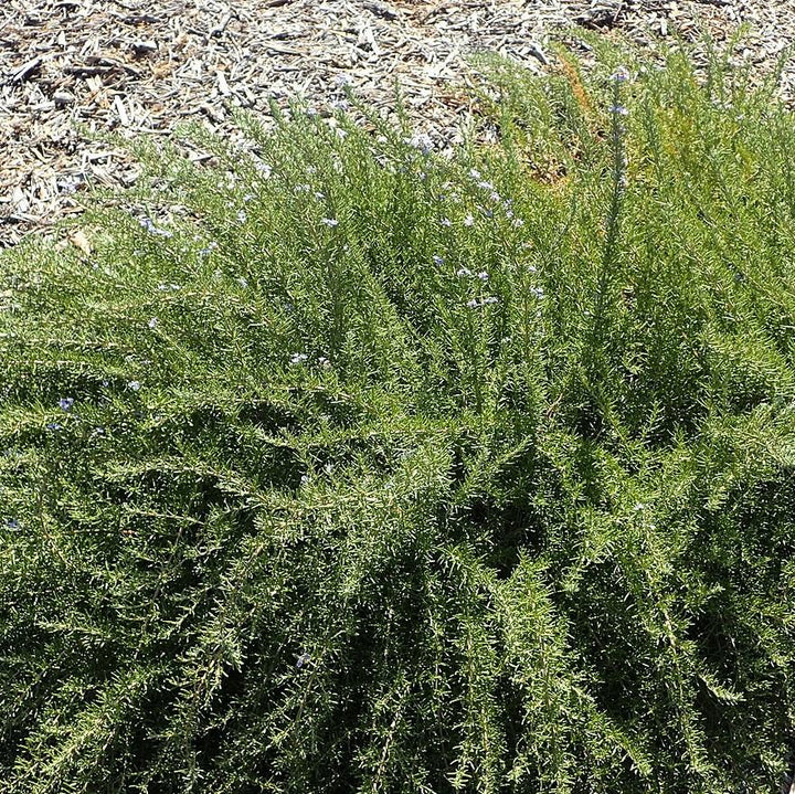 Tuscan Blue Rosemary with blue flowers and aromatic evergreen foliage