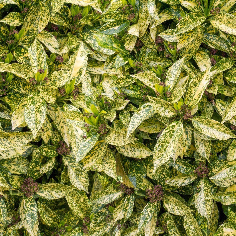 Aucuba japonica 'Golden King' (Golden King Aucuba) plant with characteristic foliage and flowers
