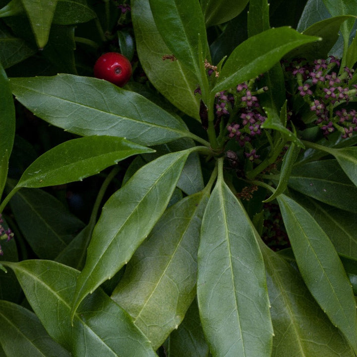 Aucuba japonica (Green Aucuba) plant with characteristic foliage and flowers
