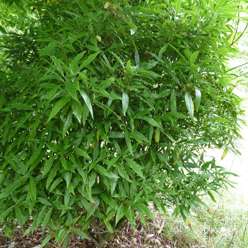 A 3-gallon Aucuba Green shrub by GoBuyPlants showing lush green foliage and compact growth.