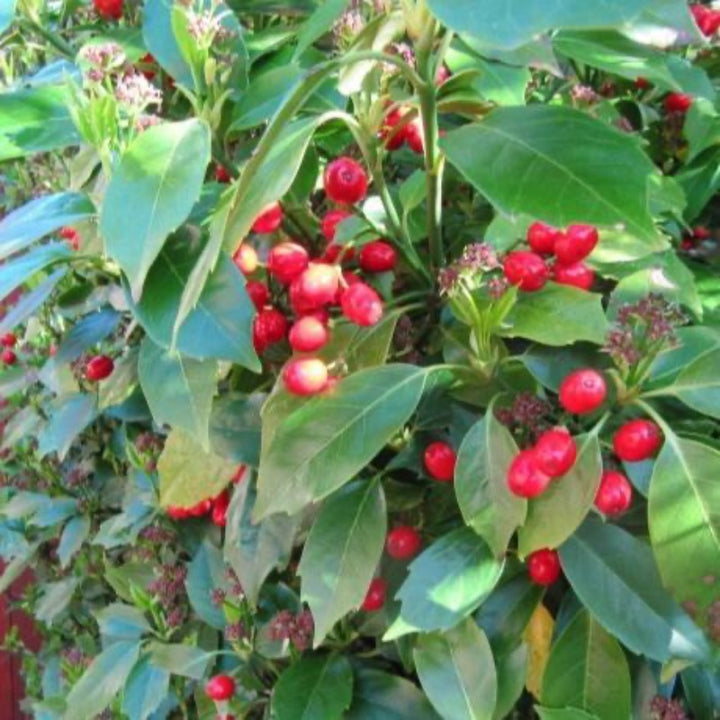 Rozannie Aucuba with glossy dark green evergreen leaves