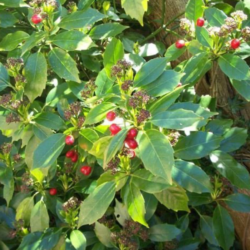 Rozannie Aucuba with glossy dark green evergreen leaves