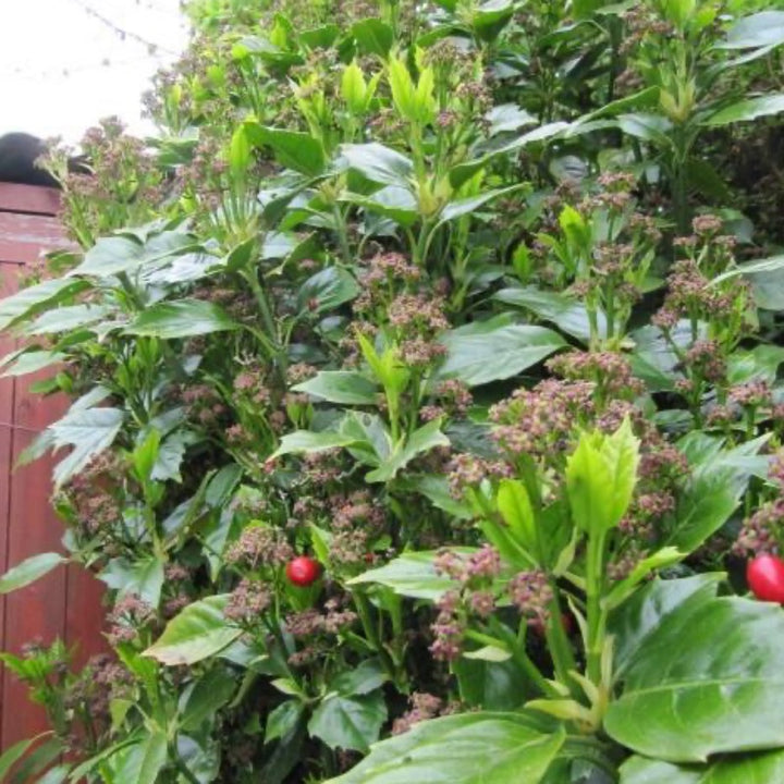Rozannie Aucuba with glossy dark green evergreen leaves