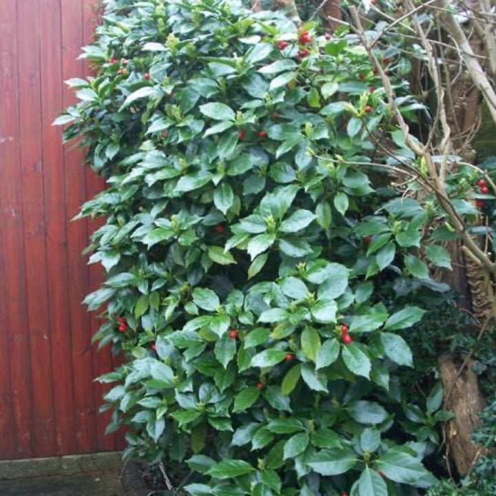 Rozannie Aucuba with glossy dark green evergreen leaves