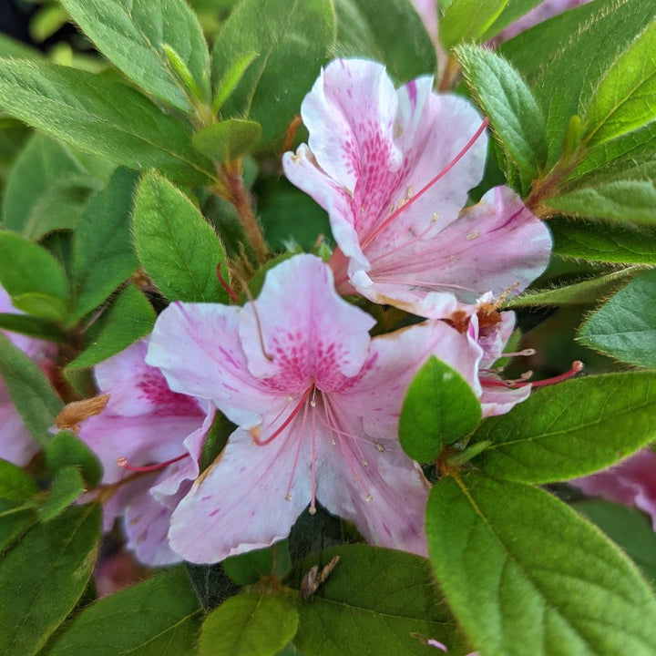 Autumn Twist Encore Azalea with white flowers striped purple and pink