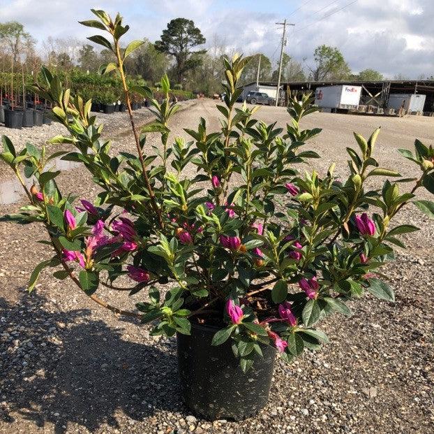 Formosa Azalea with large lavender flowers and dark green foliage