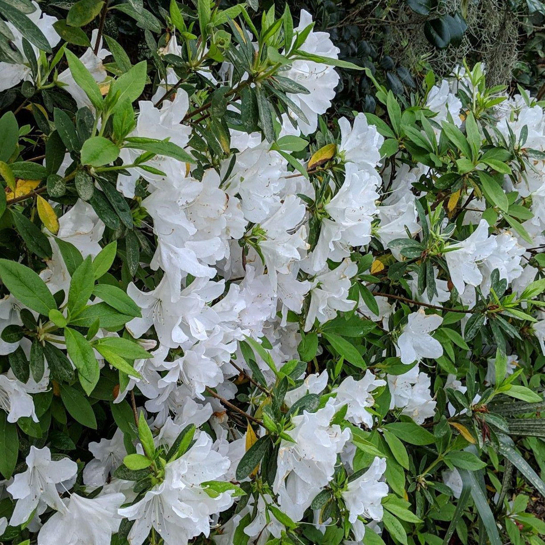 G G Gerbing Azalea with large pure white flowers
