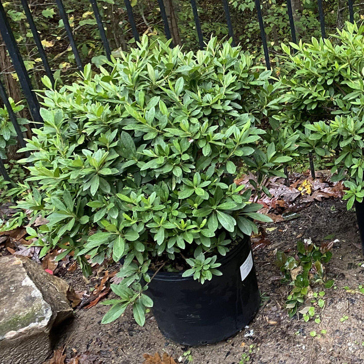 G G Gerbing Azalea with large pure white flowers