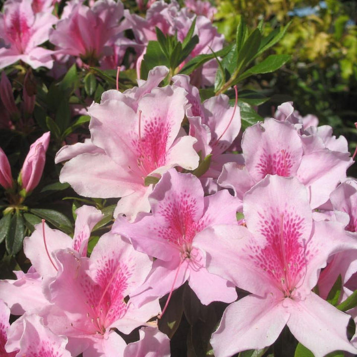 George Tabor Azalea with pale pink flowers and darker pink throats