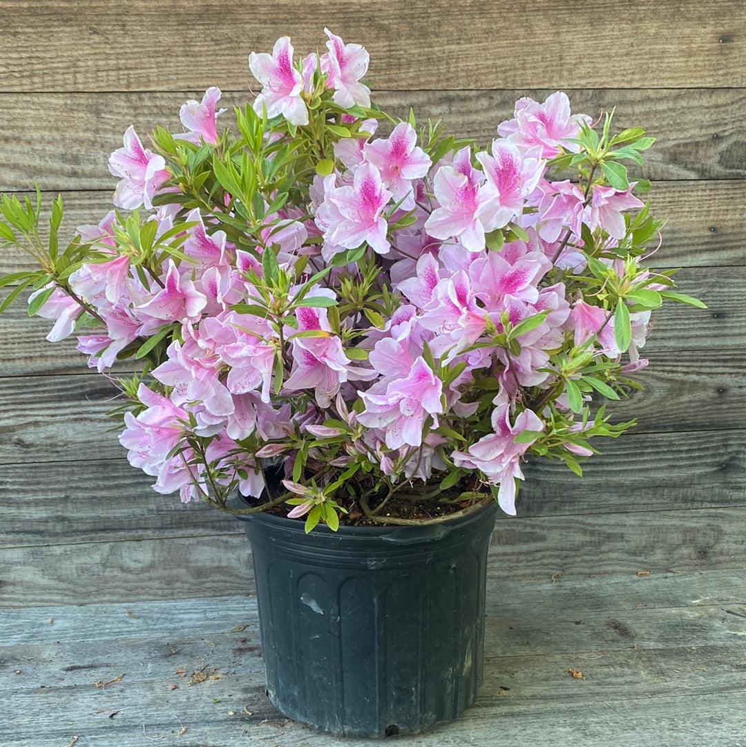 George Tabor Azalea with pale pink flowers and darker pink throats