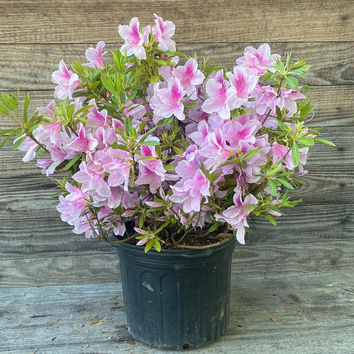George Tabor Azalea with pale pink flowers and darker pink throats