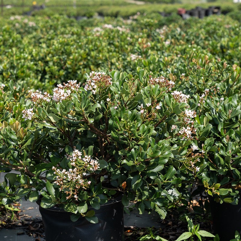 George Tabor Azalea with pale pink flowers and darker pink throats