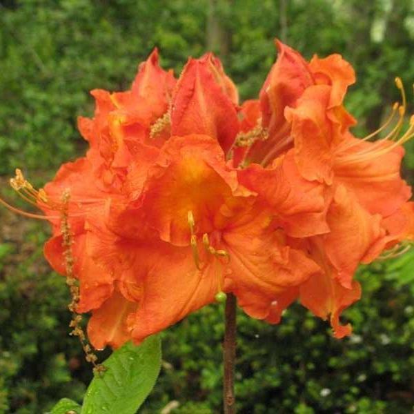 Gibraltar Azalea with clusters of fragrant frilly orange flowers