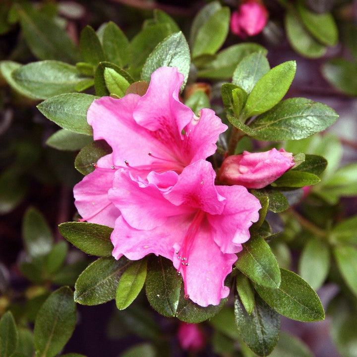 Gumpo Pink Azalea covered with large ruffled light pink flowers