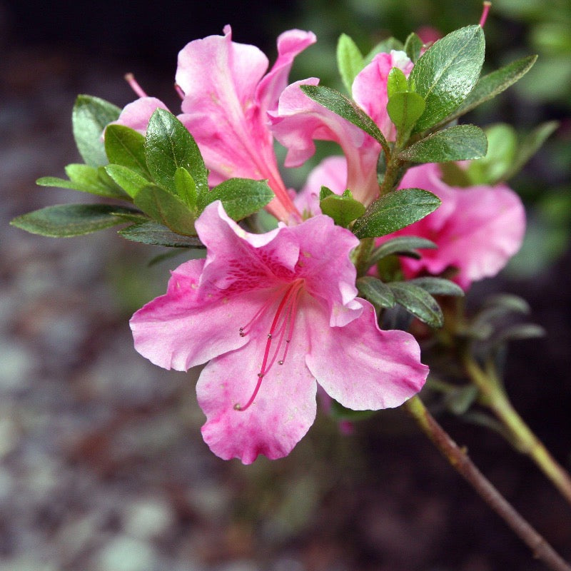 Gumpo Pink Azalea covered with large ruffled light pink flowers