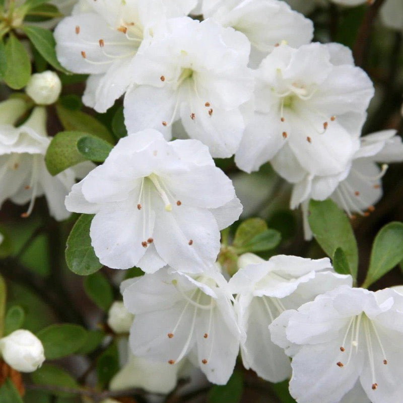 Gumpo White Azalea with large ruffled white flowers and green foliage