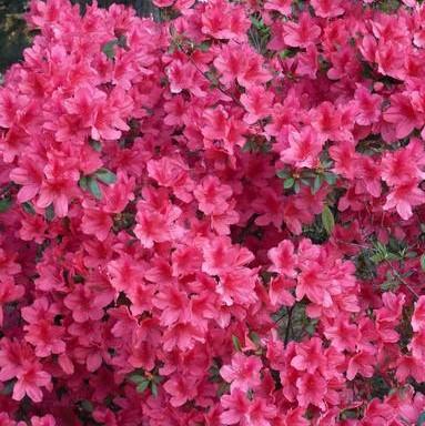 Judge Solomon Azalea with large deep pink flowers