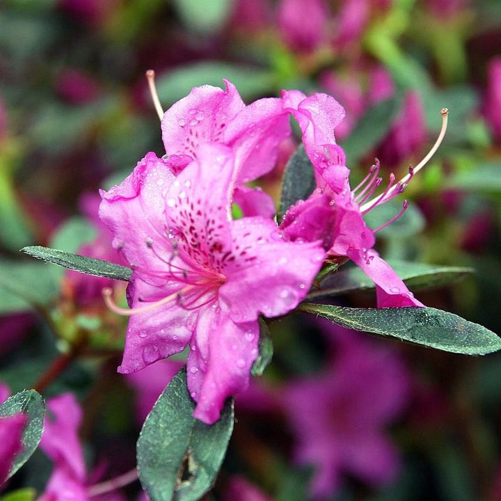 Karen Azalea with lavender purple flowers and dark green foliage