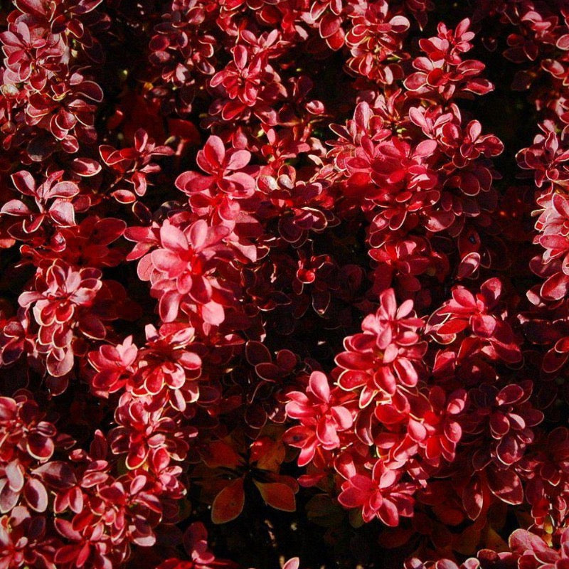 Admiration Barberry growing in a landscaped garden