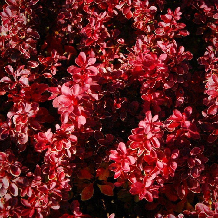Admiration Barberry growing in a landscaped garden