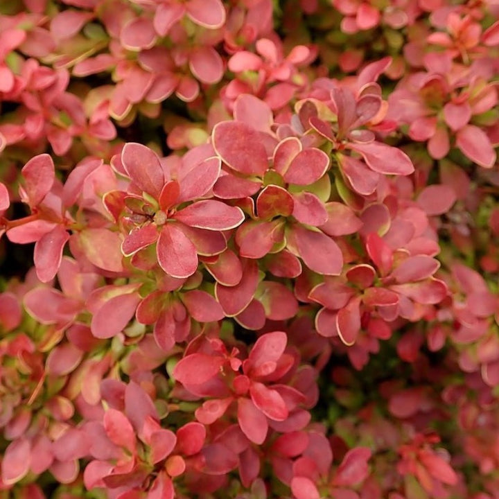 Admiration Barberry growing in a landscaped garden