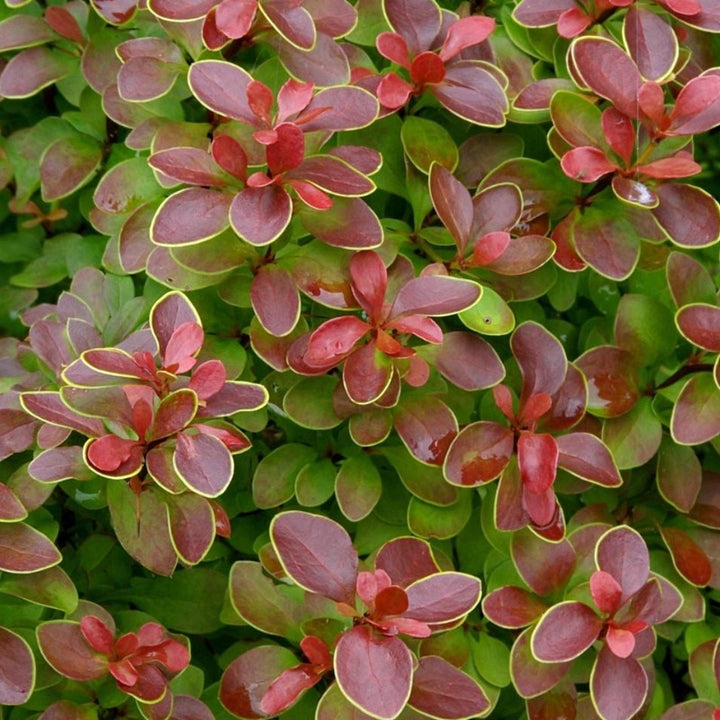 Admiration Barberry growing in a landscaped garden
