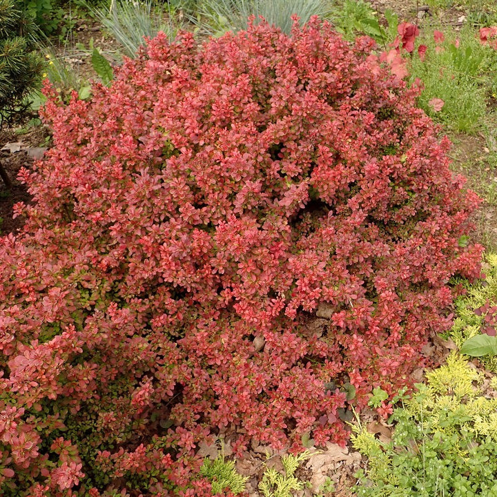 Admiration Barberry growing in a landscaped garden