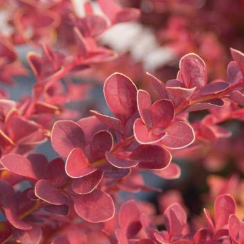 Toscana™ Barberry growing in a landscaped garden