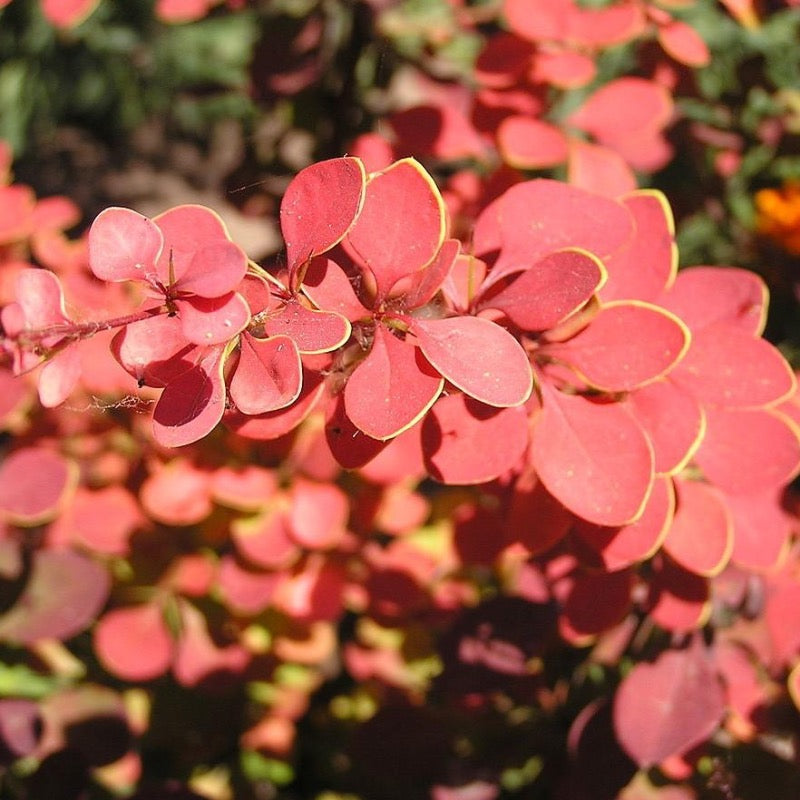 Toscana™ Barberry growing in a landscaped garden