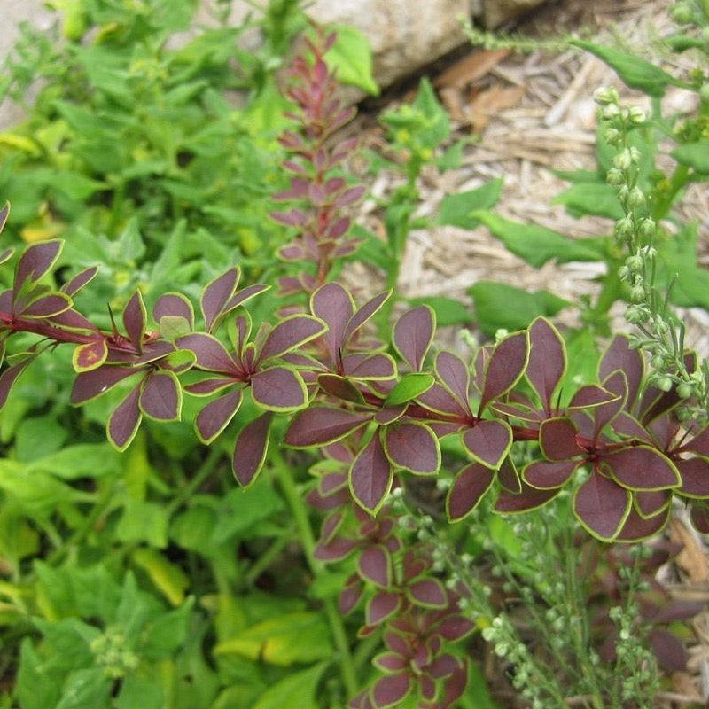 Toscana™ Barberry growing in a landscaped garden