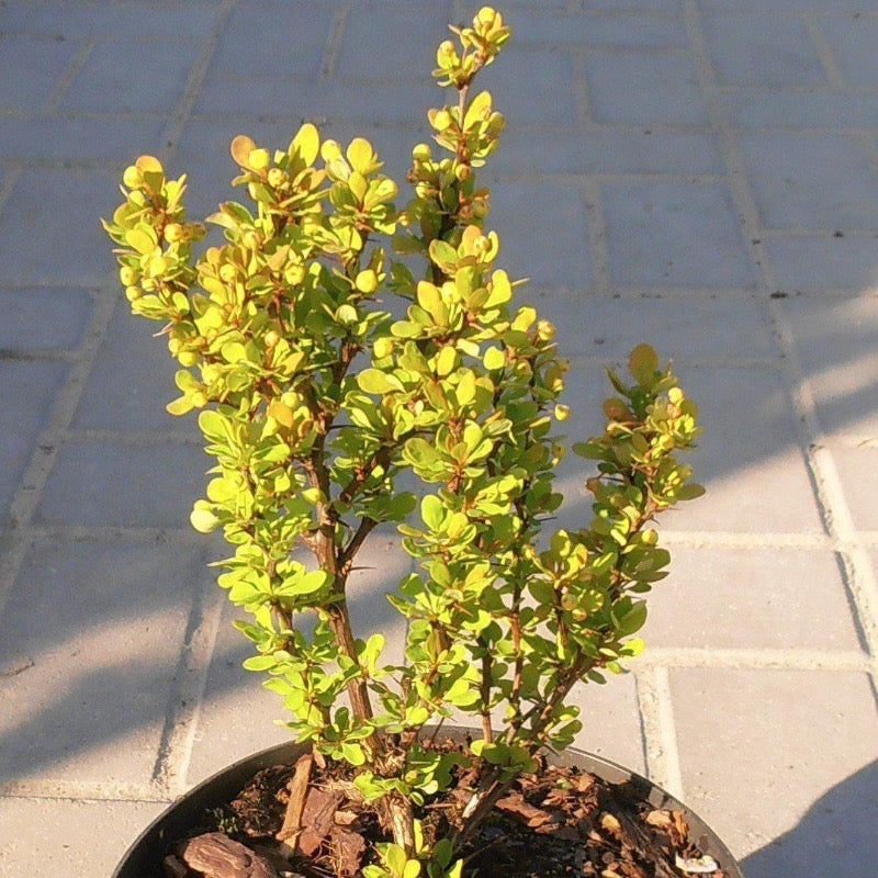 Golden Rocket Barberry growing in a landscaped garden