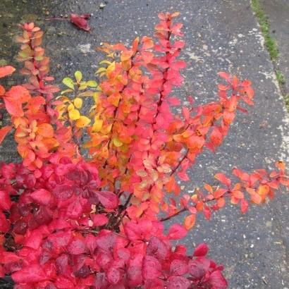 Golden Rocket Barberry growing in a landscaped garden