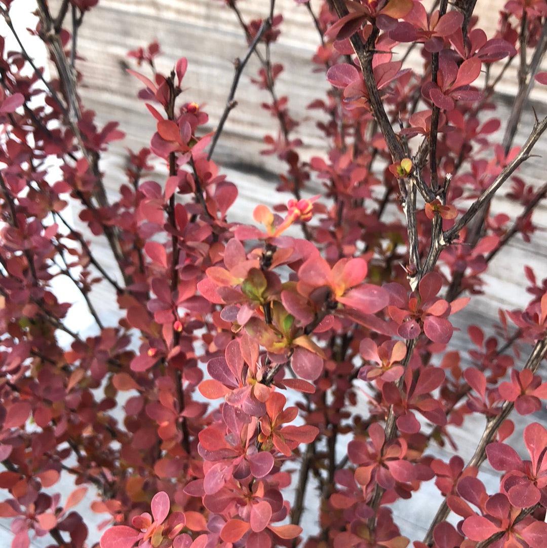 Orange Rocket Barberry growing in a landscaped garden