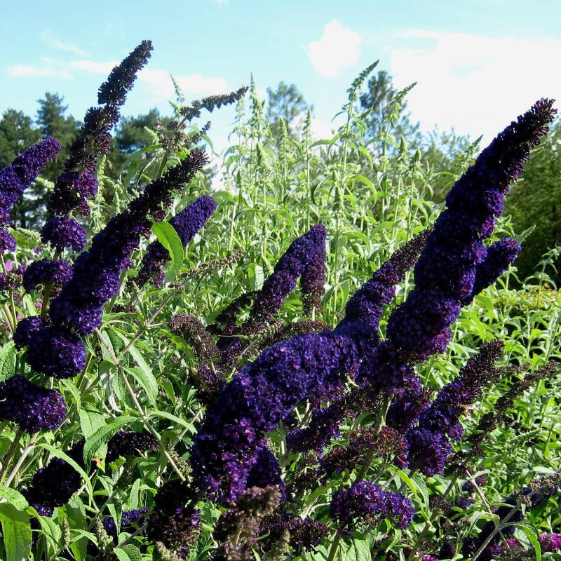 Black Knight Butterfly Bush growing in a landscaped garden